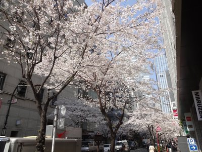 桜、満開！