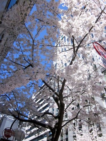 桜、満開です！