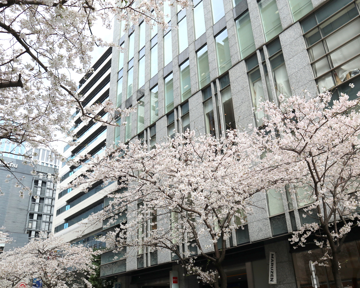 今年の桜