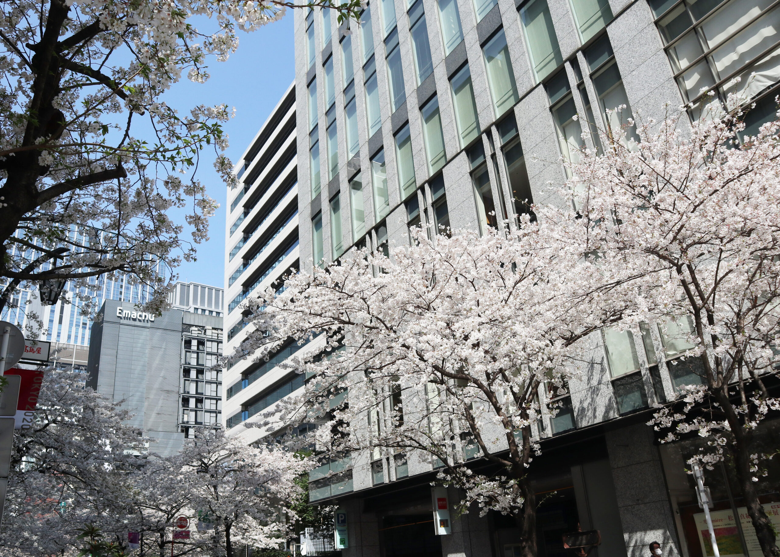 桜、満開です！